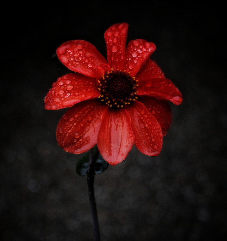 December - Simply Red by Christine Hainsworth